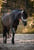 Annonce cheval