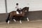 Annuncio cavallo