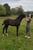 Annonce cheval