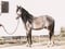 Horse ad
