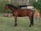 Horse ad
