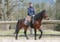 Annuncio cavallo