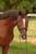 Annuncio cavallo