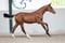 Annuncio cavallo