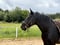 Annuncio cavallo