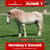 Paardadvertentie