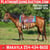 Annuncio cavallo