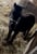Horse ad