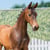 Annuncio cavallo