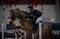 Horse ad