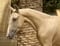 Horse ad
