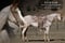 Annonce cheval