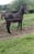 Horse ad