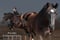 Horse ad
