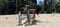Horse ad