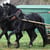 Annuncio cavallo