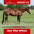 Paardadvertentie