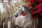 Horse ad