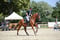 Annuncio cavallo