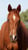 Horse ad