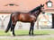 Horse ad