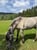 Horse ad