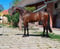 Horse ad