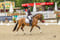 Annuncio cavallo