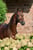 Paardadvertentie