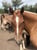 Annuncio cavallo