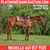 Horse ad