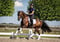 Annuncio cavallo
