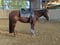 Horse ad