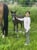 Annuncio cavallo