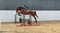 Horse ad
