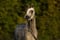 Horse ad