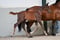 Annuncio cavallo