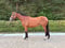 Paardadvertentie