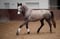 Horse ad