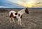 Horse ad