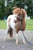 Horse ad