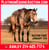 Horse ad