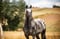 Annuncio cavallo