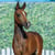 Annuncio cavallo