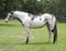Horse ad