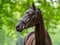 Annuncio cavallo