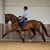 Horse ad