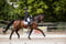 Horse ad