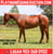 Horse ad