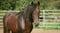 Horse ad